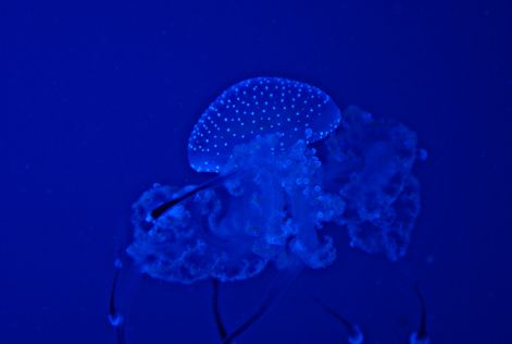 dsc09019a.jpg